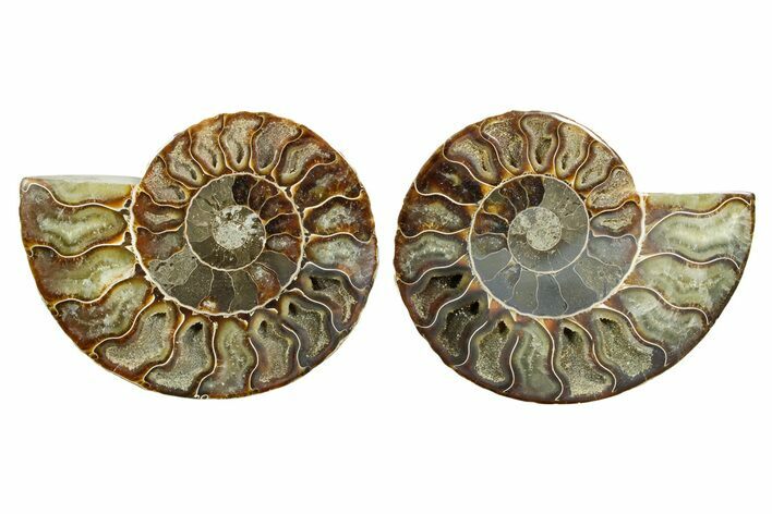 Cut & Polished Crystal-Filled Ammonite Fossil - Madagascar #364786